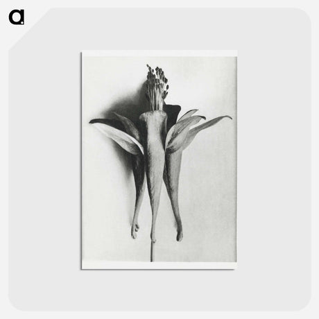 アートポストカード-Aquilegia Chrysantha - カール ブロスフェルト Postcard.