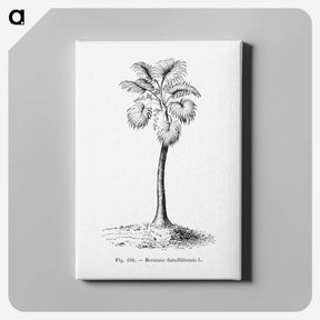 1-81_Les-Palmiers-Histoire-Iconographique_canvas
