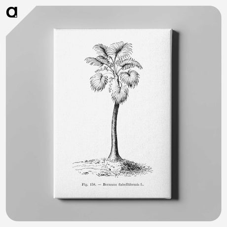 1-81_Les-Palmiers-Histoire-Iconographique_canvas
