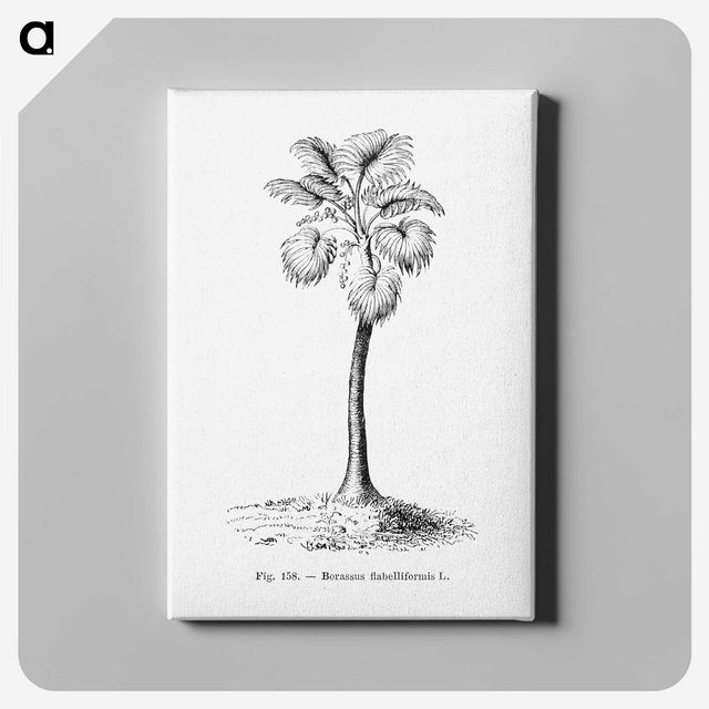 1-81_Les-Palmiers-Histoire-Iconographique_canvas
