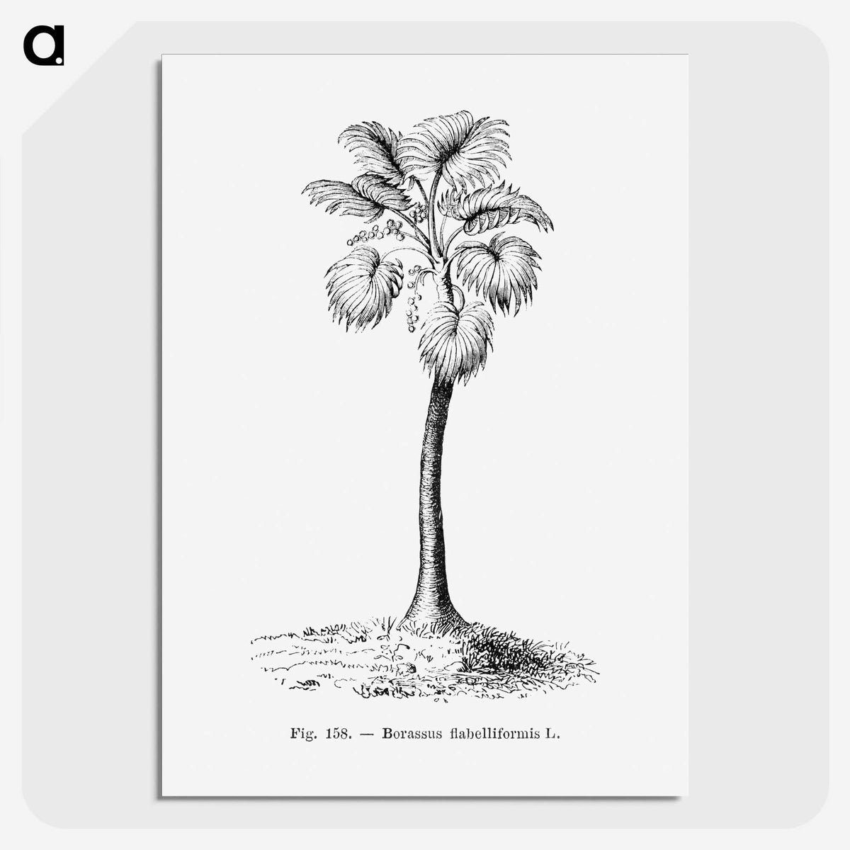 1-81_Les-Palmiers-Histoire-Iconographique_picture-crop