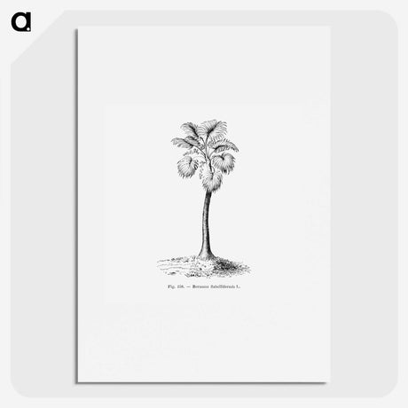 1-81_Les-Palmiers-Histoire-Iconographique_picture