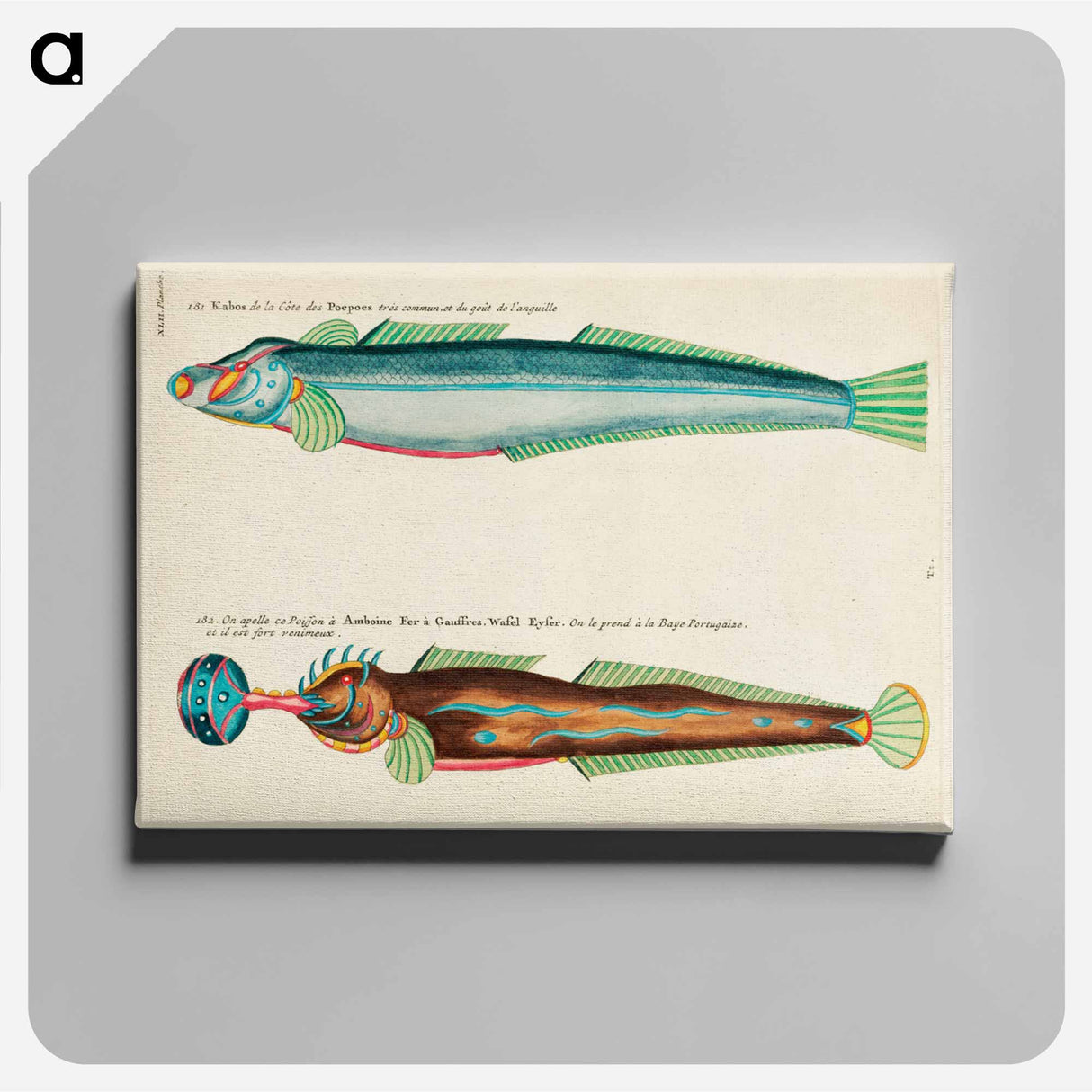 アートパネル-Moluccan Fishes
 - ルイ ルナール Canvas.