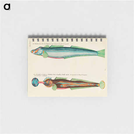 アートメモ帳-Moluccan Fishes
 - ルイ ルナール Memo.