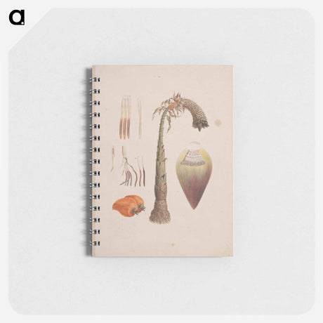 アートメモ帳-Ensete ventricosum
 - ルイージ バルガーニ Memo.