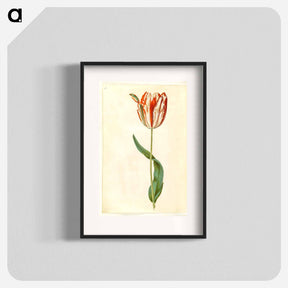 アートポスター-Tulipa gesneriana
 - マリア ジビーラ メーリアン Poster.