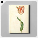 アートパネル-Tulipa gesneriana
 - マリア ジビーラ メーリアン Canvas.