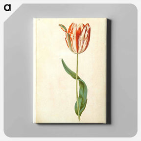 アートパネル-Tulipa gesneriana
 - マリア ジビーラ メーリアン Canvas.