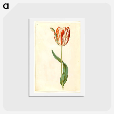 アートポストカード-Tulipa gesneriana
 - マリア ジビーラ メーリアン Postcard.