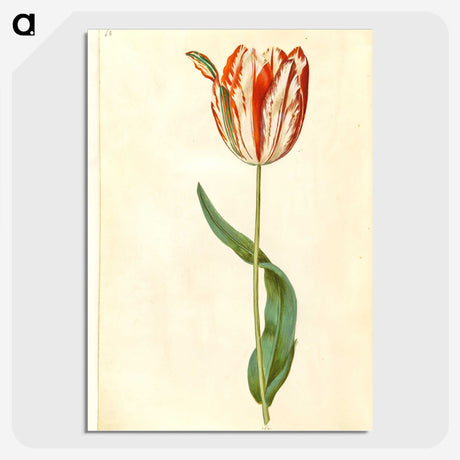 1-81_Maria-Sibylla-Merian_picture-crop
