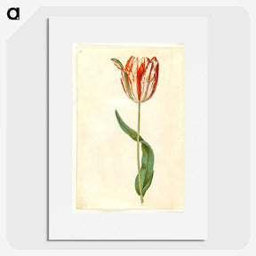 1-81_Maria-Sibylla-Merian_picture