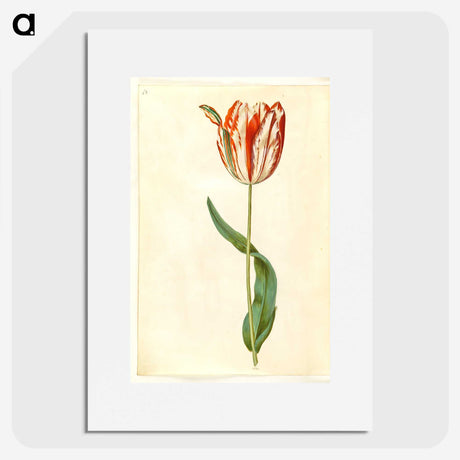 1-81_Maria-Sibylla-Merian_picture