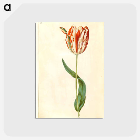 アートポストカード-Tulipa gesneriana
 - マリア ジビーラ メーリアン Postcard.
