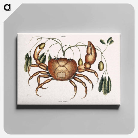アートパネル-Land Crab
 - マーク ケイツビー Canvas.