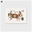 アートポストカード-Land Crab
 - マーク ケイツビー Postcard.