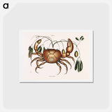 アートポストカード-Land Crab
 - マーク ケイツビー Postcard.