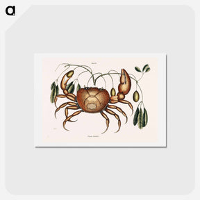 アートポストカード-Land Crab
 - マーク ケイツビー Postcard.