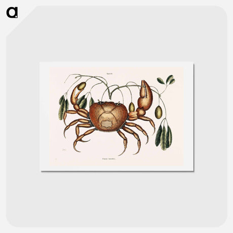 アートポストカード-Land Crab
 - マーク ケイツビー Postcard.