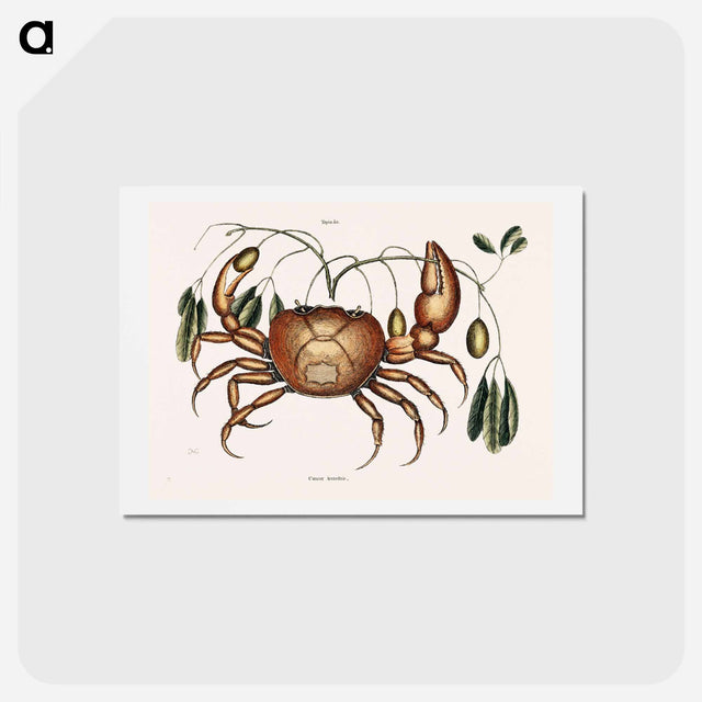アートポストカード-Land Crab
 - マーク ケイツビー Postcard.