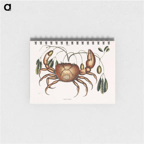 アートメモ帳-Land Crab
 - マーク ケイツビー Memo.