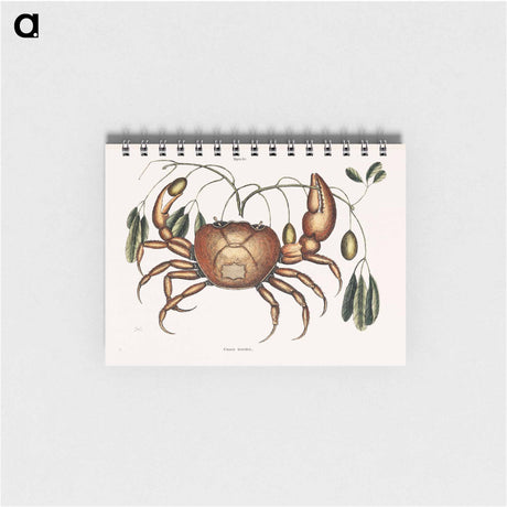 アートメモ帳-Land Crab
 - マーク ケイツビー Memo.