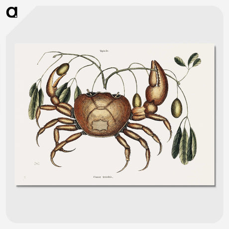 1-81_Mark-Catesby_picture-crop