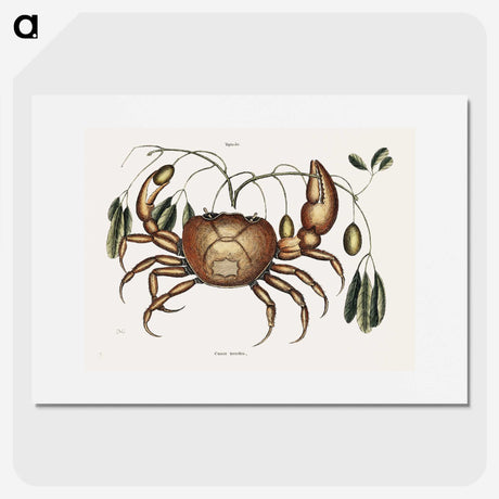 1-81_Mark-Catesby_picture
