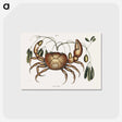 1-81_Mark-Catesby_postcard