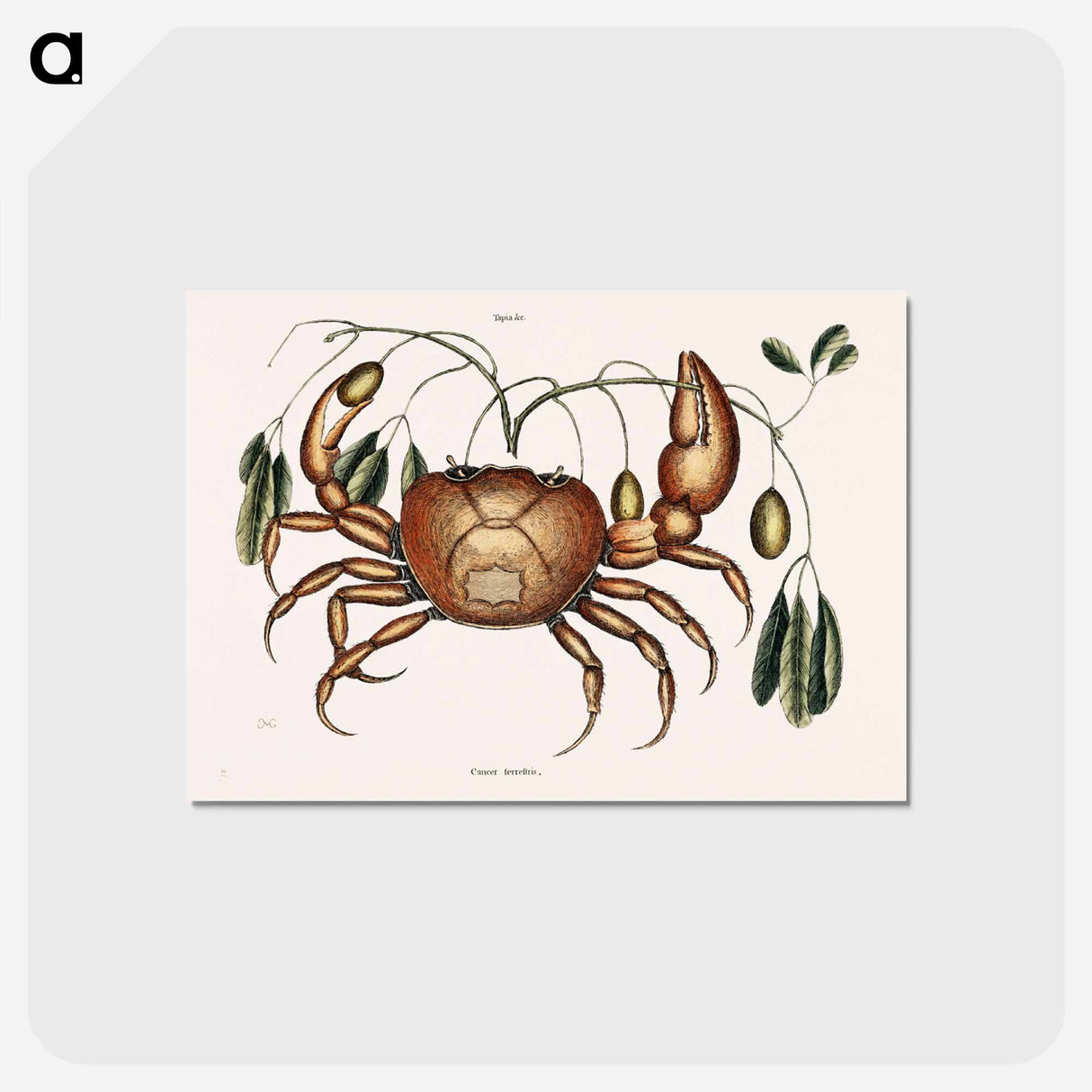 アートポストカード-Land Crab
 - マーク ケイツビー Postcard.