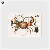 アートポストカード-Land Crab
 - マーク ケイツビー Postcard.