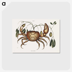 1-81_Mark-Catesby_postcard