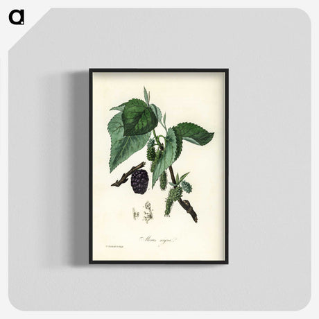 1-81_Medical-Botany_blk-crop