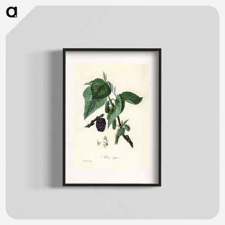 1-81_Medical-Botany_blk