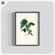 アートポスター-Black Mulberry Illustration
 - 薬用植物学 Poster.