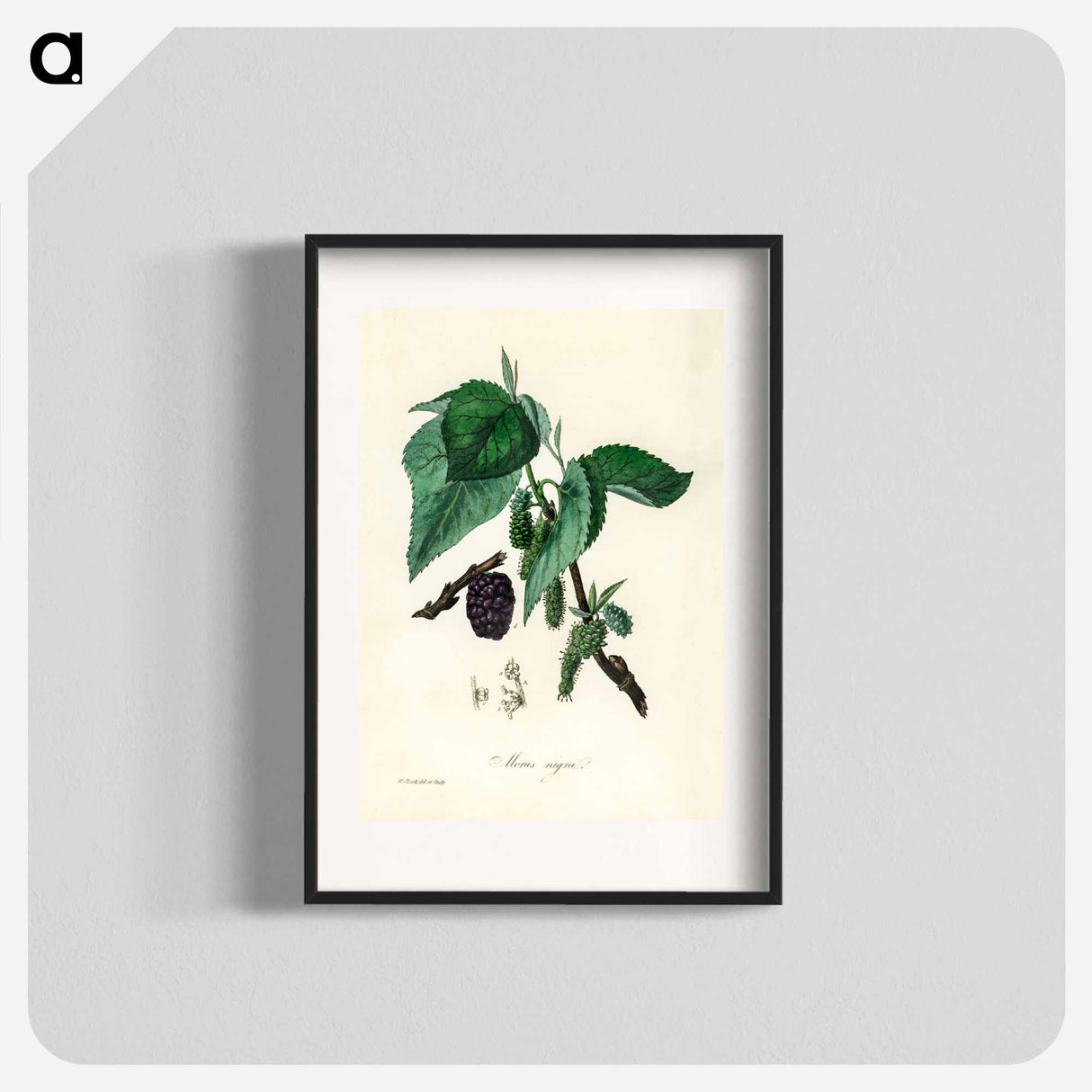 アートポスター-Black Mulberry Illustration
 - 薬用植物学 Poster.