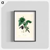 アートポスター-Black Mulberry Illustration
 - 薬用植物学 Poster.