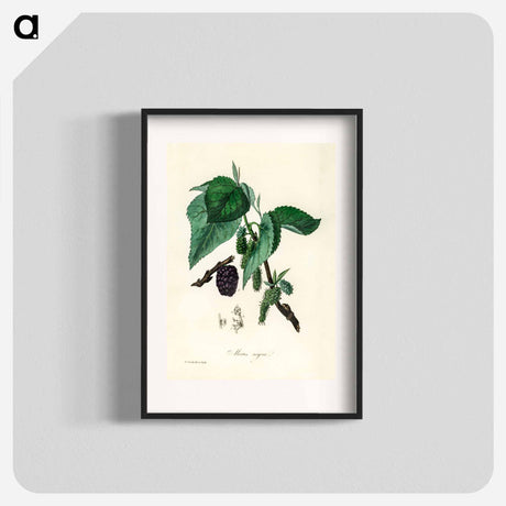 アートポスター-Black Mulberry Illustration
 - 薬用植物学 Poster.
