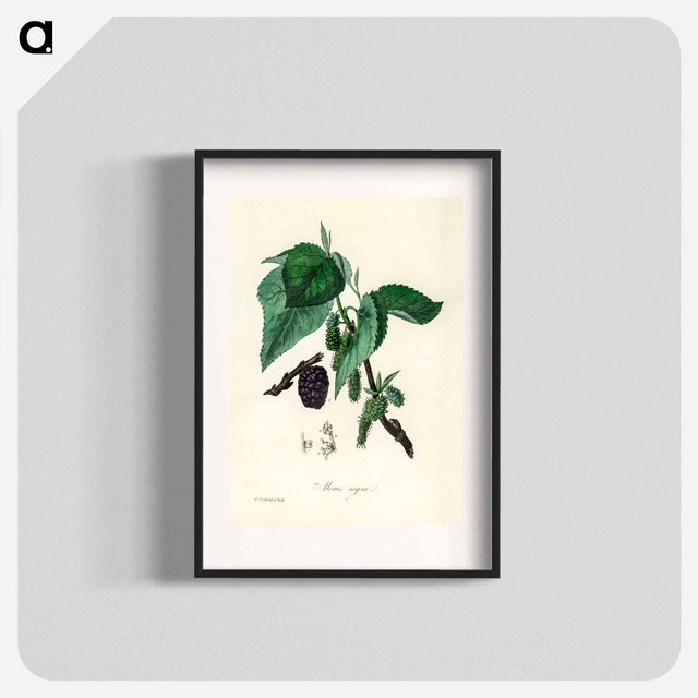 アートポスター-Black Mulberry Illustration
 - 薬用植物学 Poster.