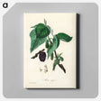 アートパネル-Black Mulberry Illustration
 - 薬用植物学 Canvas.