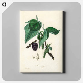 アートパネル-Black Mulberry Illustration
 - 薬用植物学 Canvas.