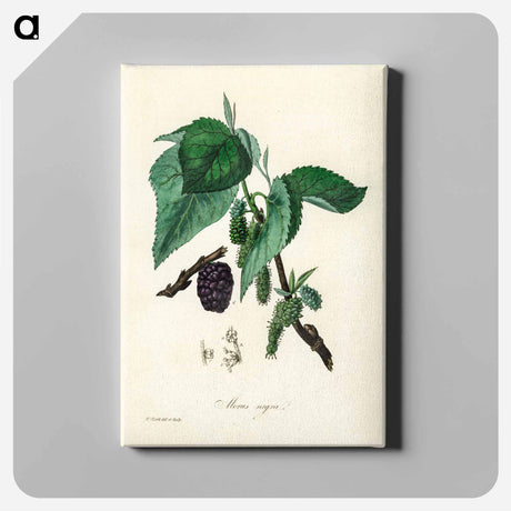 アートパネル-Black Mulberry Illustration
 - 薬用植物学 Canvas.