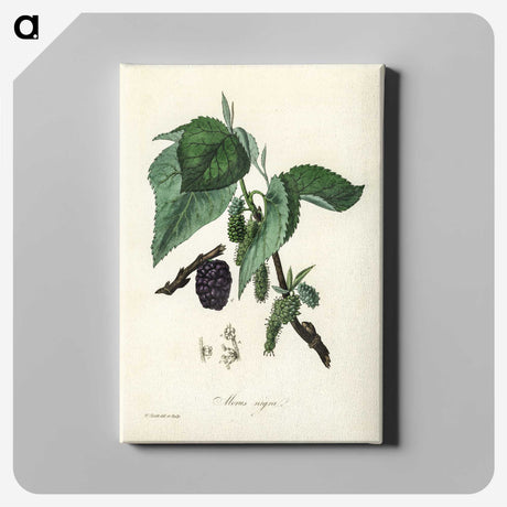 1-81_Medical-Botany_canvas