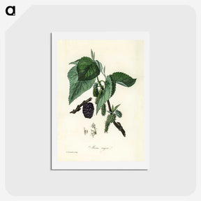 1-81_Medical-Botany_hagaki