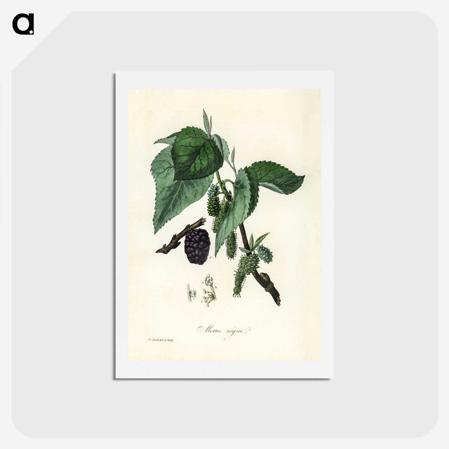 1-81_Medical-Botany_hagaki