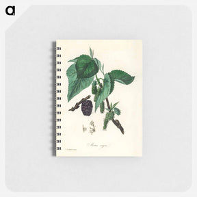 アートメモ帳-Black Mulberry Illustration
 - 薬用植物学 Memo.