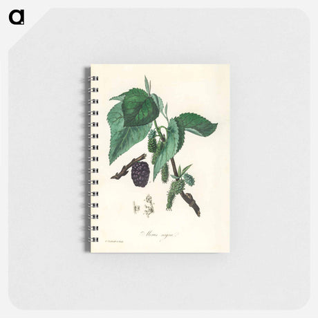 アートメモ帳-Black Mulberry Illustration
 - 薬用植物学 Memo.
