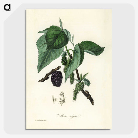 1-81_Medical-Botany_picture-crop