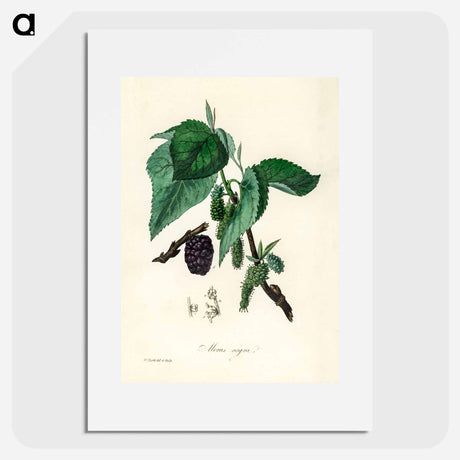 アートポスター-Black Mulberry Illustration
 - 薬用植物学 Poster.