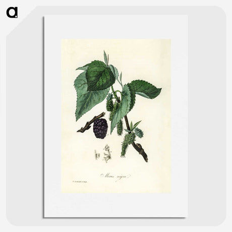1-81_Medical-Botany_picture