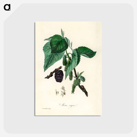 アートポストカード-Black Mulberry Illustration
 - 薬用植物学 Postcard.